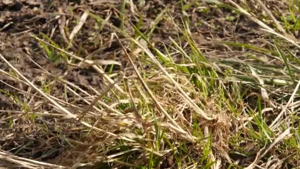 Lage droog gras in de wind, jonge scheuten voorjaar 4k — Stockvideo