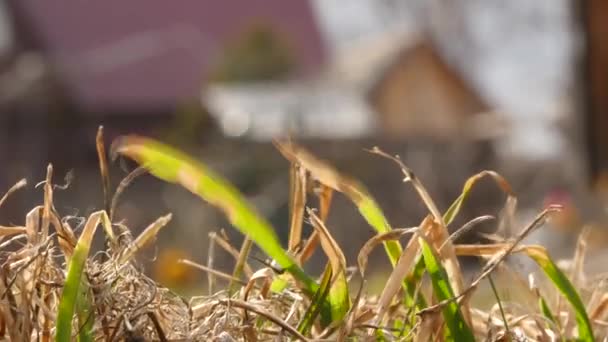 Hierba seca baja en el viento, brotes jóvenes en primavera 4K — Vídeos de Stock