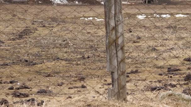 Tehén trágya a szennyezett területen. friss tehén ürülék. vidéken. 4k — Stock videók