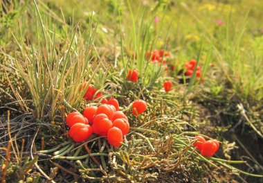 Ephedra equisetina Baykal Gölü üzerinde. 