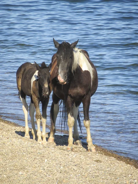 Les chevaux sur le lac Baïkal . — Photo