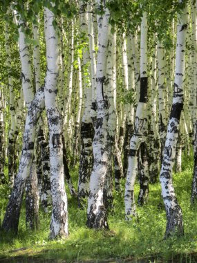Betula. Birch forest in the summer. 