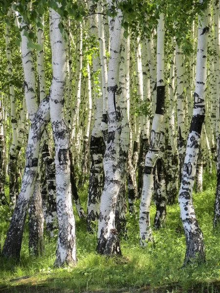 Betula. Birch forest in the summer. 