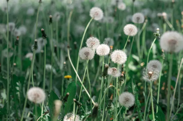 Dandelion on a green background — Stock Photo, Image