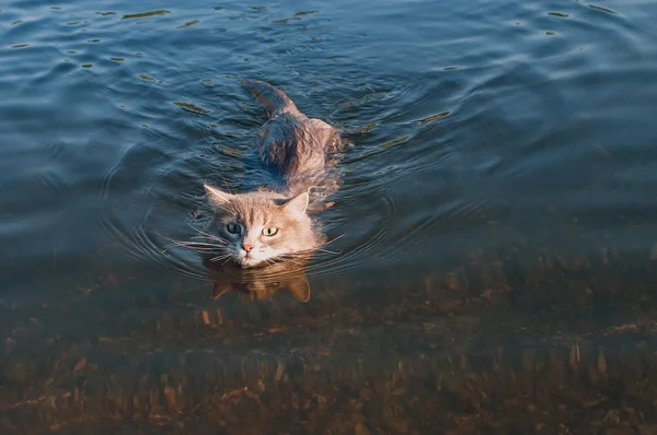 灰胡子猫漂浮在河 — 图库照片