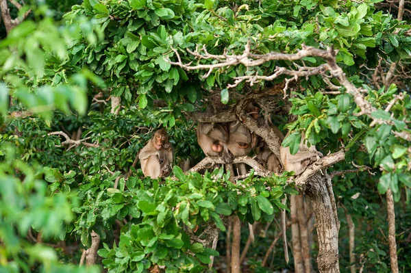 Macaco à espera e à procura de comida roubada numa ilha de Andaman Sea, Tailândia. Lábio  . — Fotografia de Stock