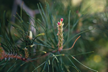 güneş ışığında ilkbaharda çam çiçeği yakın çekim,