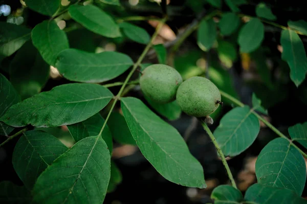 Ceviz ağacı büyümeye hasat için bekliyor
