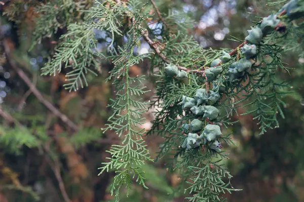 Крупный план цветущих ветвей Thuja occidentalis — стоковое фото