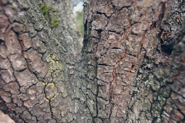 Eski ağaç kabuğu kabuğu üzerinde moss ile doku. — Stok fotoğraf