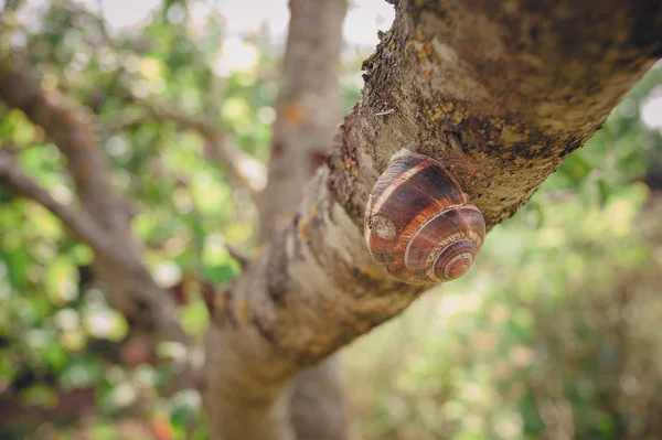 Eine Schnecke auf einem Ast kriecht durch einen Baum — Stockfoto