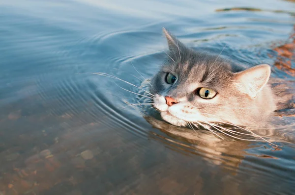 강에 떠 있는 회색 수염 고양이 스톡 사진