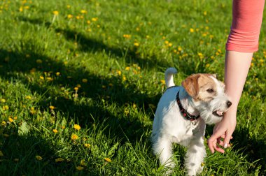 köpek doğurmak tilki-korkunç yeşil park yaz aylarında karşı