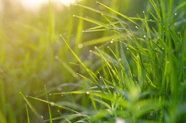 Çiyli taze çimenler kapanıyor.