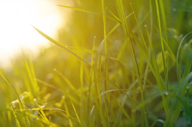 Çiyli taze çimenler kapanıyor.