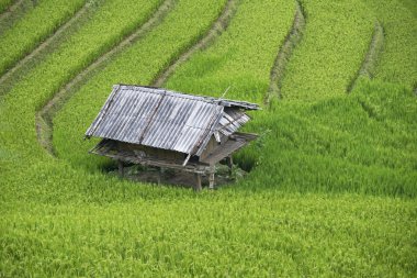 Mu Cang Chai, Yenbai, Vietnam pirinç tarlaları teraslı