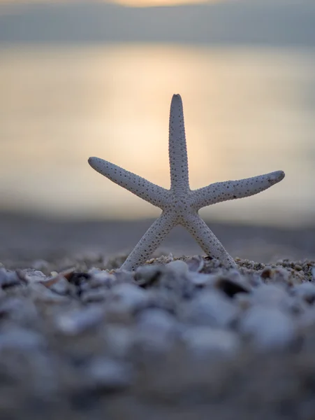 Крупним планом морська зірка на пляжі і сутінковий захід сонця — стокове фото