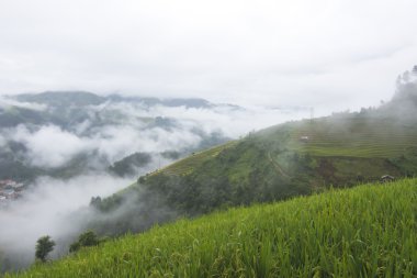 Tropikal orman ve Sapa, Lao Cai Eyaleti, Vietnam sis Dağı.