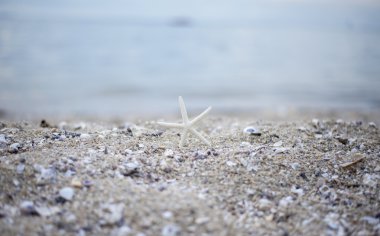 Sahilde, yumuşak ve select odak portre denizyıldızı