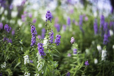 Odak çiçekleri seçin mor ve mor çiçekler bush, yumuşak çiçek arka plan