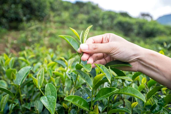 Çay yaprağı çay plantasyon içinde toplama güzel Asyalı kız