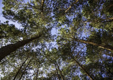 Mavi gökyüzü, select odak ağaçlarda