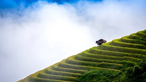 Mu Cang Chai, Yenbai, Vietnam pirinç tarlaları teraslı