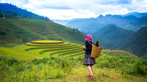 Campi di riso a terrazze di Mu Cang Chai, YenBai, campi di riso preparare il raccolto a nord-ovest del Vietnam — Foto Stock