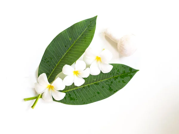 Frangipani plumeria Spa Flor sobre madera blanca, enfoque suave — Foto de Stock