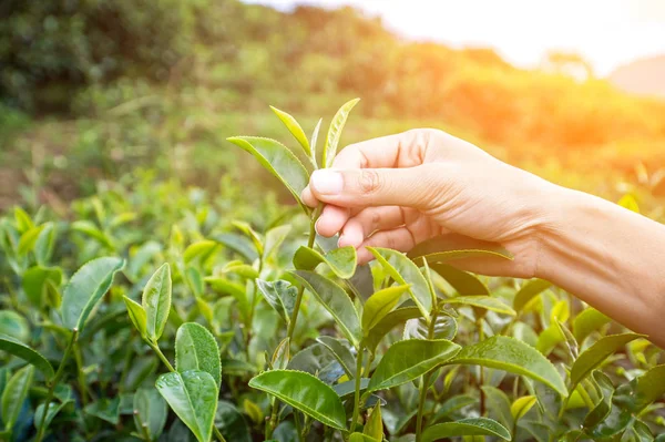 Beautiful Asian girl picking tea leaf in tea plantation