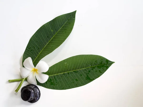 Φραντζιπάνι plumeria Flower Spa με μασάζ πέτρες σε λευκό φόντο — Φωτογραφία Αρχείου