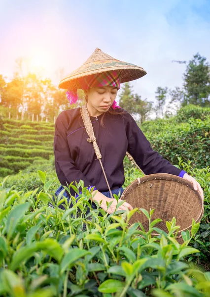 Le donne asiatiche raccoglievano foglie di tè in una piantagione di tè — Foto Stock