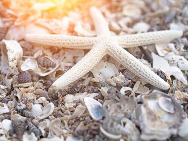 Kabuk arka planda yıldız balığı. Yakın çekim ve seçin FOC