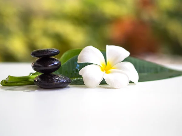 Frangipani plumeria Spa Flor con piedras de masaje sobre fondo blanco — Foto de Stock