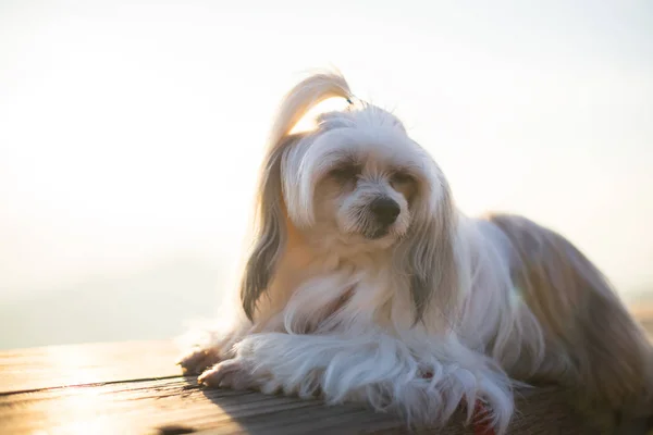 Mooie hond op de houten tafel bij de zonsopgang — Stockfoto