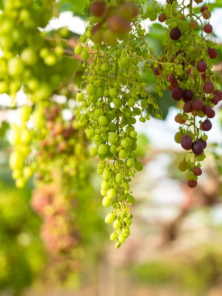 Uvas de vinho na vinha em um dia ensolarado, selecione o foco — Fotografia de Stock