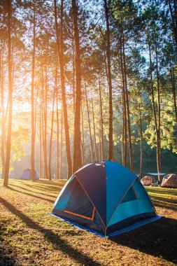 Kamp ve çadır altında Pang-ung, günbatımında çam ormanda çam ormanı park 
