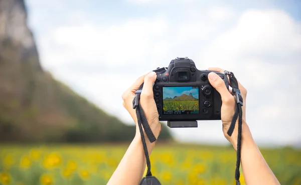 Kvinnliga händer som håller kameran, ta ett foto solros fält, — Stockfoto