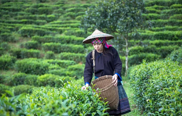 Le donne asiatiche raccoglievano foglie di tè in una piantagione di tè — Foto Stock