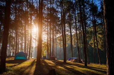 Kamp ve çadır altında Pang-ung, günbatımında çam ormanda çam ormanı park
