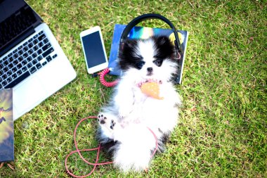 Köpek yavrusu zevk sabah parkta çim sahada müzik dinleme.