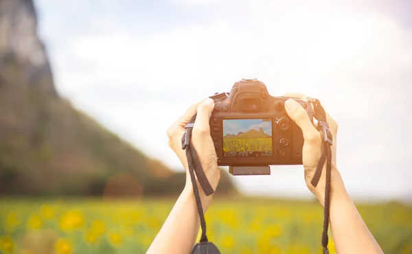 Mãos femininas segurando câmera, tirar uma foto campos de girassol, campos de girassol de fundo — Fotografia de Stock