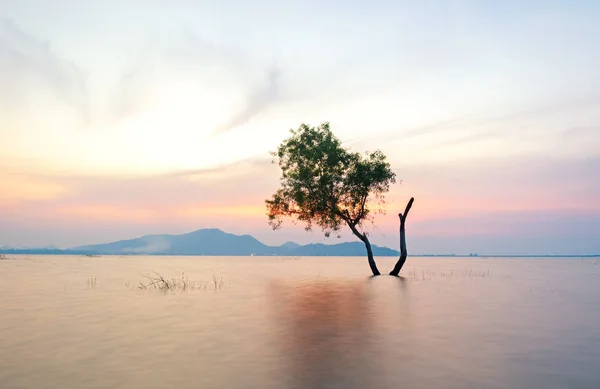 Solo árbol vivo está en la inundación de lago al atardecer paisaje — Foto de Stock