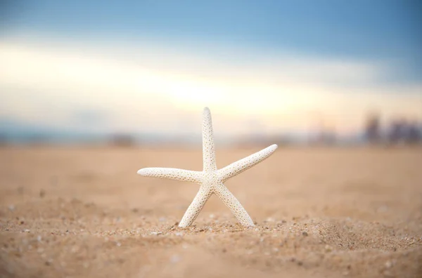 Stella marina in primo piano sulla spiaggia e tramonto crepuscolo — Foto Stock