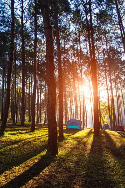 Acampar e tenda sob a floresta de pinheiros ao pôr do sol em Pang-ung, parque de floresta de pinheiros, Mae Hong Son, norte da Tailândia — Fotografia de Stock