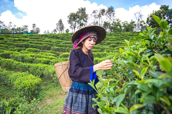 Le donne asiatiche raccoglievano foglie di tè in una piantagione di tè — Foto Stock
