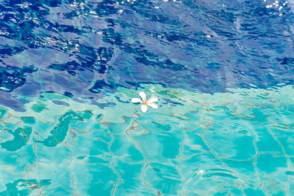 Weiße Blumen im Pool blauer Hintergrund — Stockfoto