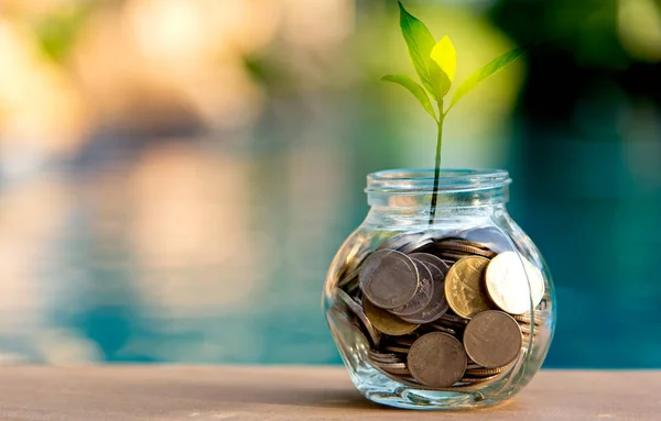Tasarruf para para dolu cam domuzcuk. Tasarruf paralar büyüyen bitki. Yatırım kavramı