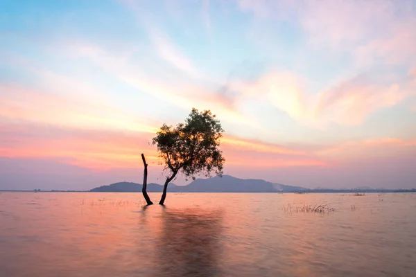 Solo árbol vivo está en el agua de inundación del lago al atardecer paisaje en los embalses, desbordante — Foto de Stock
