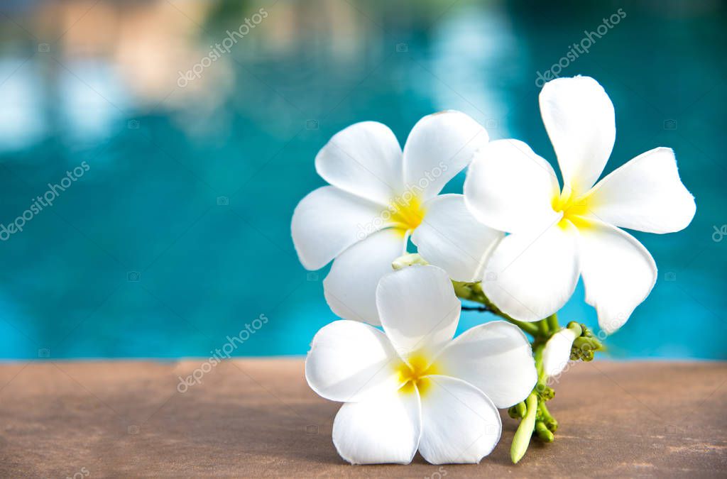 Tropical frangipani white flower near the swimming pool, flower spa. Copy space.